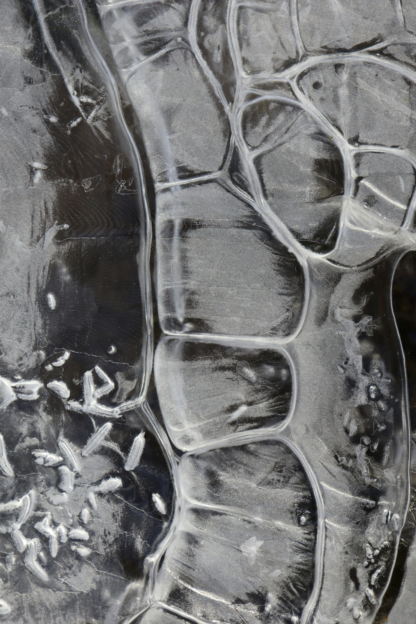 Managing Osteoporosis Effectively